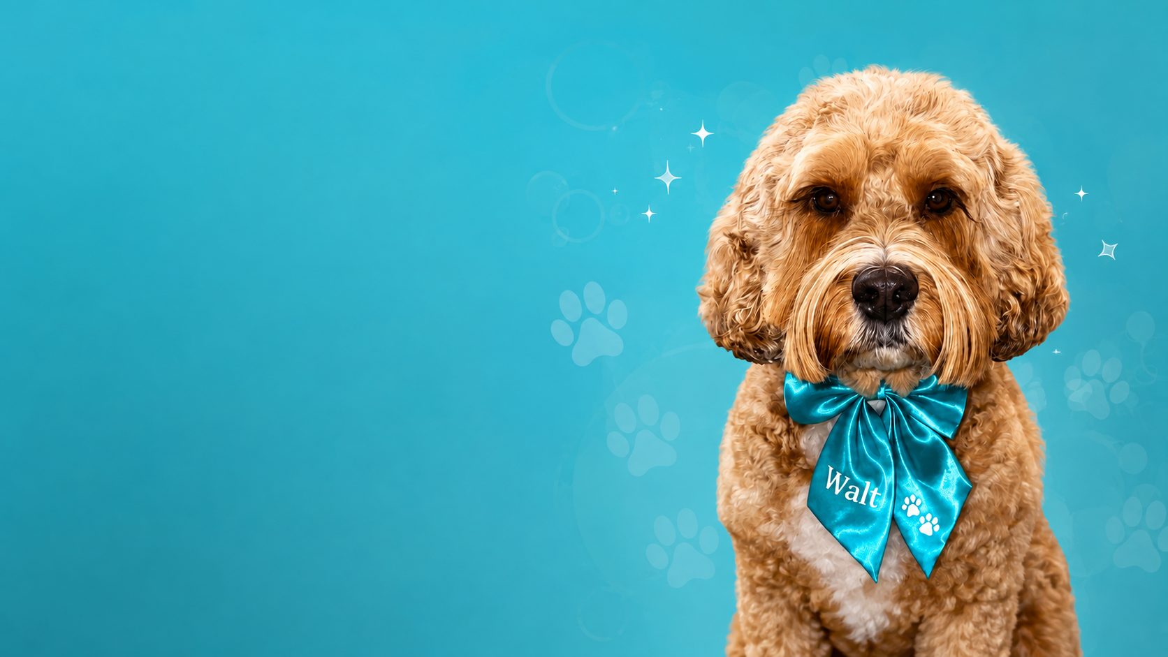 Walt, freshly groomed and wearing his teal Chlo's Pampered Pooches bow